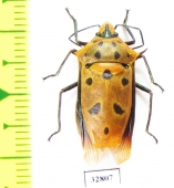 Hemiptera sp.  Malaysia, Borneo - INSECTS-STORE.RU
