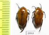 Leucocelis rubra  South Africa Rep. - INSECTS-STORE.RU