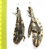 Myrmeleontidae sp., pair  Namibia - INSECTS-STORE.RU