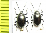 Tenebrionidae sp.  Indonesia, Sulawesi - INSECTS-STORE.RU