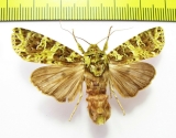 Noctuidae sp.  Laos - INSECTS-STORE.RU
