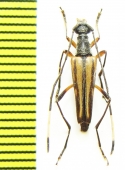 Parastrangalis potanini  China, Sichuan prov. - INSECTS-STORE.RU