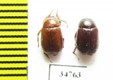 Melolonthinae sp.  Ethiopia - INSECTS-STORE.RU