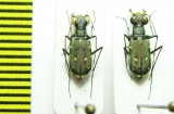 Cylindera discreata  Indonesia, Ceram isl. - INSECTS-STORE.RU