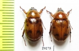 Cyclocephala diluta, male  French Guiana - INSECTS-STORE.RU