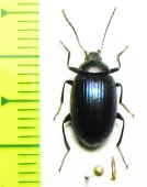 Tenebrionidae sp.  Indonesia, Sulawesi - INSECTS-STORE.RU