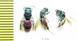 Chrysididae sp.  Russia, Tver reg. - INSECTS-STORE.RU