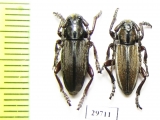 Iberodorcadion becerrae, pair  Spain - INSECTS-STORE.RU