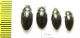 Hydrophilidae sp.  Ethiopia - INSECTS-STORE.RU