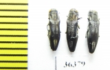Agrilus sp.  Russia, Voronezh reg. - INSECTS-STORE.RU