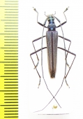 Noemia sp.  Malaysia, Borneo - INSECTS-STORE.RU