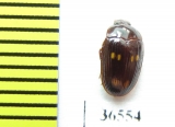 Tenebrionidae sp.  Malaysia, Borneo - INSECTS-STORE.RU