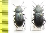 Menearchus sp.  Sri Lanka - INSECTS-STORE.RU