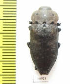 Capnodis porosa  Armenia - INSECTS-STORE.RU