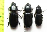Passalidae sp.  Panama - INSECTS-STORE.RU