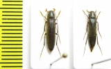 Serropalpus barbatus  Russia, Tver reg. - INSECTS-STORE.RU