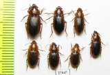 Carabidae sp.  South Africa Rep. - INSECTS-STORE.RU