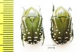 Rhabdotis sp.  Tanzania - INSECTS-STORE.RU