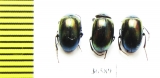 Tenebrionidae sp.  Indonesia, Kalimantan - INSECTS-STORE.RU