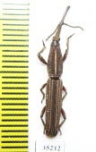 Brentidae sp.  India - INSECTS-STORE.RU