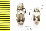 Anthribidae sp.  South Africa Rep. - INSECTS-STORE.RU