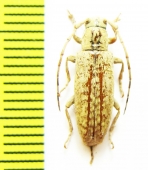 Cerambycidae sp.  Ecuador - INSECTS-STORE.RU