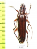 Cerambycidae sp.  Peru - INSECTS-STORE.RU