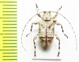 Cerambycidae sp.  Dominican Rep. - INSECTS-STORE.RU