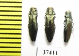 Agrilus sp.  Russia, Voronezh reg. - INSECTS-STORE.RU