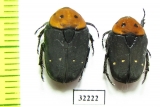Tephraea dichroa  South Africa Rep. - INSECTS-STORE.RU