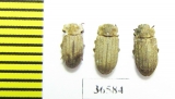 Tenebrionidae sp.  Laos - INSECTS-STORE.RU