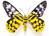 Geometridae - INSECTS-STORE.RU