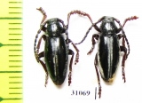 Dorcadion nitidum  Armenia - INSECTS-STORE.RU
