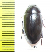 Hydrophilidae sp.  South Africa Rep. - INSECTS-STORE.RU