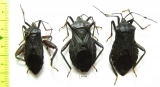 Hemiptera sp., pair  Peru - INSECTS-STORE.RU