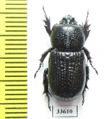 Phileurini sp.  Panama - INSECTS-STORE.RU