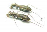 Dromica sp.  South Africa Rep. - INSECTS-STORE.RU