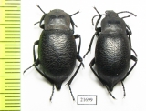 Blaps sp.  China, Inner Mongolia prov. - INSECTS-STORE.RU