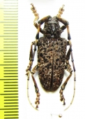Aristobia sp.  China, Sichuan prov. - INSECTS-STORE.RU