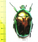 Protaetia speciosissima  Greece - INSECTS-STORE.RU
