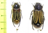 Eulasia vittata lineata  Lebanon - INSECTS-STORE.RU