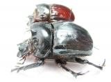 Heliocopris japetus, pair  Zambia 45mm - INSECTS-STORE.RU
