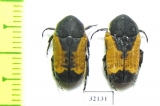 Polybaphes balteata  South Africa Rep. - INSECTS-STORE.RU