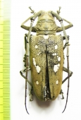Batocera magica  Philippines - INSECTS-STORE.RU
