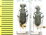 Cicindelinae sp.  India, Meghalaya - INSECTS-STORE.RU