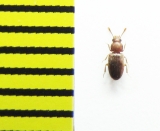 Myrmechixenus vaporariorum  Belorussia - INSECTS-STORE.RU