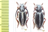 Dorcadion nitidum, pair  Armenia - INSECTS-STORE.RU