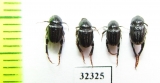 Hopliini sp.  South Africa Rep. - INSECTS-STORE.RU