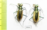 Salpingophora helferi, pair  Iran, Sistan prov. - INSECTS-STORE.RU