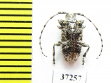 Cerambycidae sp.  South Africa Rep. - INSECTS-STORE.RU